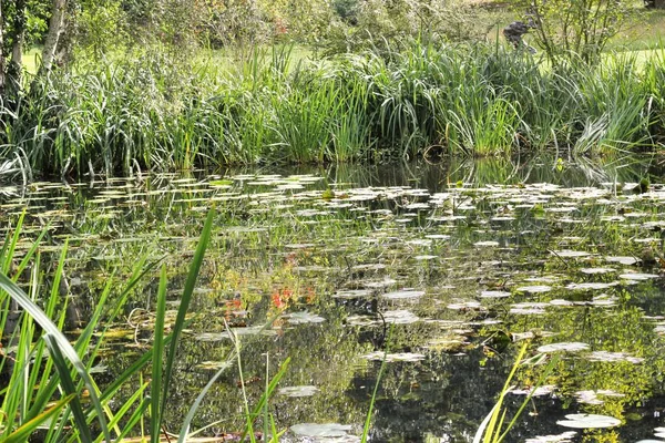 夏には池や湖があり そこに睡蓮が生えています — ストック写真