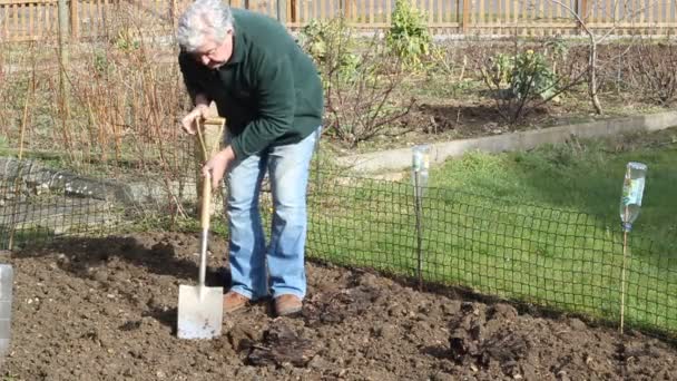 高齢者やシニア庭師は彼の庭をスペードで掘ります 彼の有機野菜を植えたり種をまく準備をして地球や土壌を — ストック動画