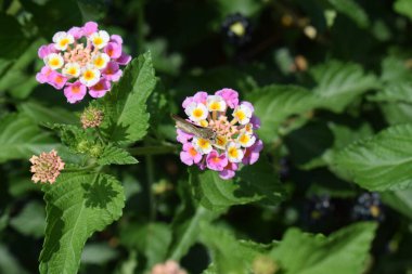 Renkli pembe ve beyaz Lantana Camara çiçeklerinin üzerinde oturan bir güve. Güzel doğal yaşam..