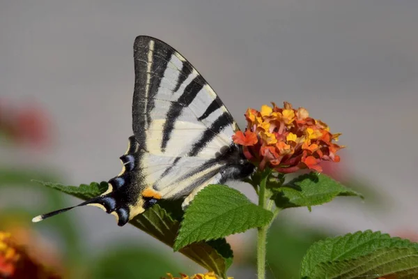 Kırmızı ve turuncu bir lantana çiçeğinin üzerinde kıt bir kırlangıç kelebeğine yakın dur. Iphiclides podalirius böceği aslında bir örümcek ağına yakalanır, bu böceğin kanatlarının altını gösterir.