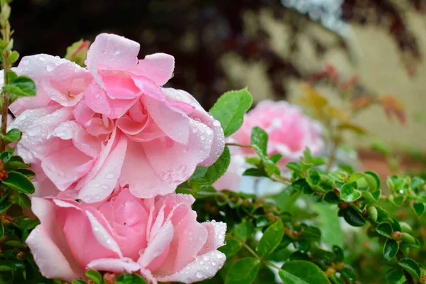 Gros Plan Beau Jardin Rose Clair Roses Avec Des Gouttelettes — Photo