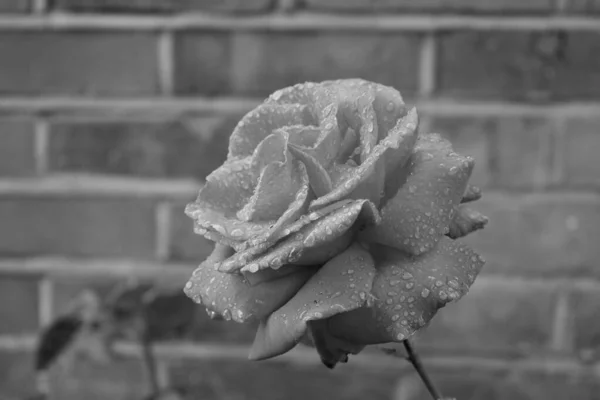 Black and white close-up of a perfect garden rose with droplets from the recent rainfall. Monochrome brick wall background