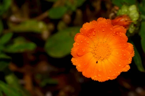 Közelről Egy Világos Narancssárga Napraforgó Virág Szirmok Borított Cseppek Közelmúltban — Stock Fotó