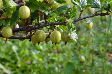 Bektaşi üzümlerinden sarkan olgun bektaşi üzümlerine yaklaş..