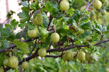 Bektaşi üzümlerinden sarkan olgun bektaşi üzümlerine yaklaş..