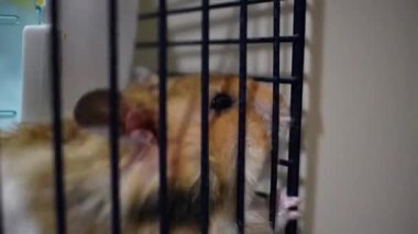 Uzun saçlı Suriyeli hamster kafes parmaklıklarını çiğneyerek endişe ve bıkkınlık belirtileri gösteriyor.