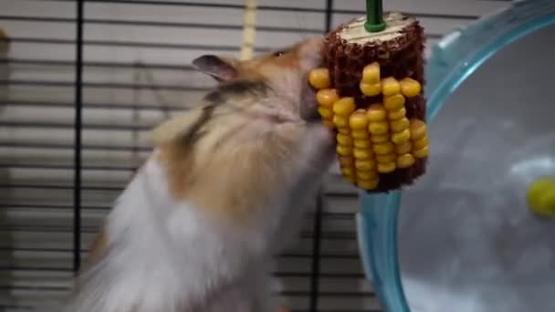 Schattige Huisdier Syrische Hamster Vullen Wangen Met Suikermaïs Langharige Hamster — Stockvideo
