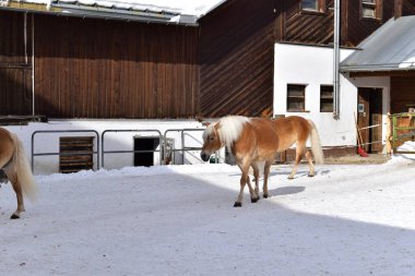 Haflinger atları kış mevsiminde bir kayak merkezinde ahırda. Güzel açık kahverengi haflinger atları karda. Bulutlu, bulutlu bir günde karlı bir dağın arkasında.