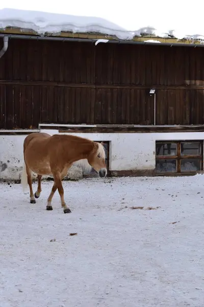 Haflinger horses in stables in a ski resort during the winter season. Beautiful light brown haflinger horses in the snow. Backdropped by a snowcapped mountain on a cloudy, overcast day.