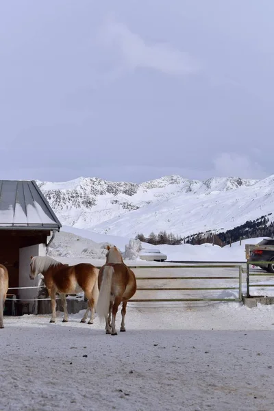 Haflinger atları kış mevsiminde bir kayak merkezinde ahırda. Güzel açık kahverengi haflinger atları karda. Bulutlu, bulutlu bir günde karlı bir dağın arkasında.