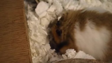 Hoş, uzun saçlı Suriye hamsterı yumuşak, beyaz kağıt bir yatak kazıyor. Mutlu, küçük hayvan kafesi kazıyor.