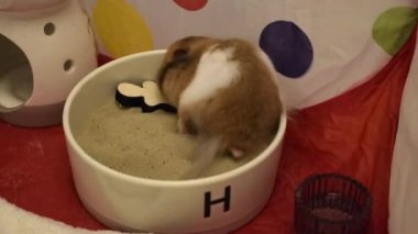 Kum kasesinde oynayan ve yuvarlanan Suriyeli sevimli uzun saçlı hamster. Küçük hayvan bakımı
