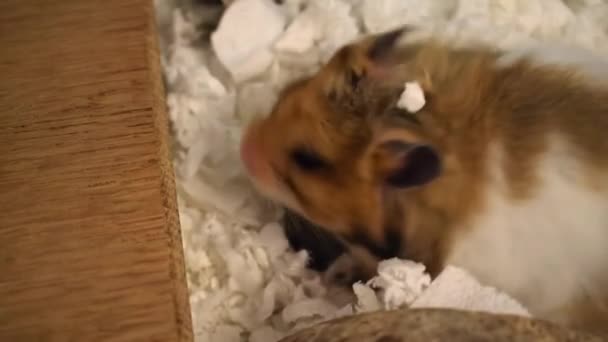 귀여운 시리아 햄스터 부드러운 침대에서 Burrowing 동물은 감금소에서 — 비디오