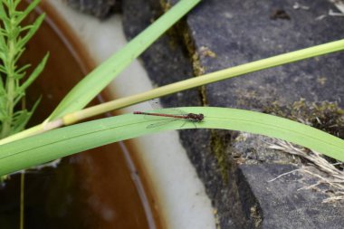 Büyük kırmızı kızböceği uçan böceği. İngiltere 'de bir göletin kenarında sazlıkta oturan sıradan bir yusufçuk.