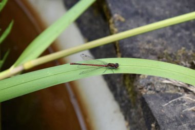 Büyük kırmızı kızböceği uçan böceği. İngiltere 'de bir göletin kenarında sazlıkta oturan sıradan bir yusufçuk.
