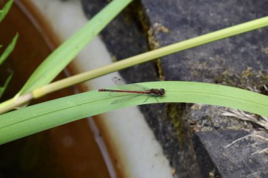 Büyük kırmızı kızböceği uçan böceği. İngiltere 'de bir göletin kenarında sazlıkta oturan sıradan bir yusufçuk.