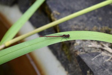 Büyük kırmızı kızböceği uçan böceği. İngiltere 'de bir göletin kenarında sazlıkta oturan sıradan bir yusufçuk.