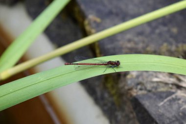 Büyük kırmızı kızböceği uçan böceği. İngiltere 'de bir göletin kenarında sazlıkta oturan sıradan bir yusufçuk.