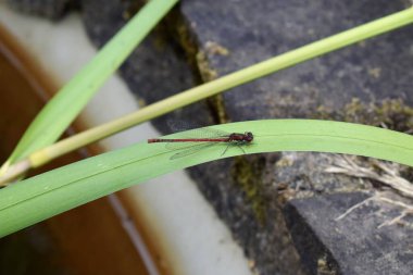 Büyük kırmızı kızböceği uçan böceği. İngiltere 'de bir göletin kenarında sazlıkta oturan sıradan bir yusufçuk.