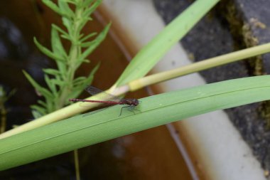 Büyük kırmızı kızböceği uçan böceği. İngiltere 'de bir göletin kenarında sazlıkta oturan sıradan bir yusufçuk.
