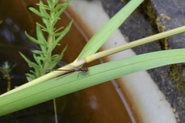 Büyük kırmızı kızböceği uçan böceği. İngiltere 'de bir göletin kenarında sazlıkta oturan sıradan bir yusufçuk.