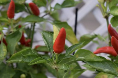 Parlak kırmızı biber, kırmızı biber, kırmızı biber bitkisi..