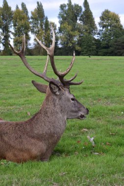 Arka planda ağaçlarla dolu bir tarlada dinlenen büyük boynuzlu büyük erkek kızıl geyik. Wollaton Hall halk parkı Nottingham, İngiltere.