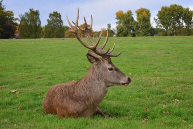 Arka planda ağaçlarla dolu bir tarlada dinlenen büyük boynuzlu büyük erkek kızıl geyik. Wollaton Hall halk parkı Nottingham, İngiltere.