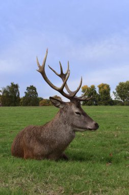 Arka planda ağaçlarla dolu bir tarlada dinlenen büyük boynuzlu büyük erkek kızıl geyik. Wollaton Hall halk parkı Nottingham, İngiltere.