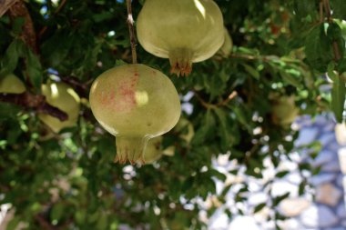 Akdeniz güneşinde bir ağaçta yetişen yemyeşil narlara yakın..