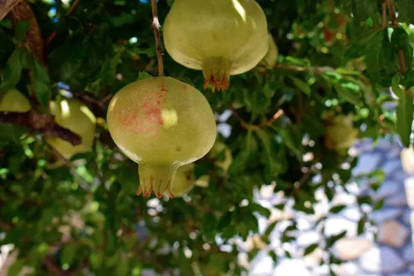 Zblízka Bujné Granátové Jablko Rostoucí Stromě Středomořském Slunci — Stock fotografie