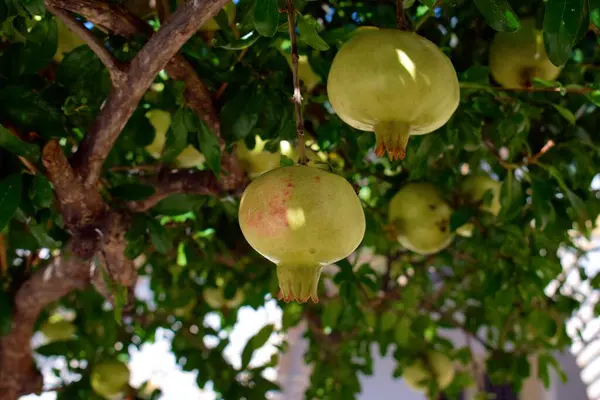 Zblízka Bujné Granátové Jablko Rostoucí Stromě Středomořském Slunci — Stock fotografie