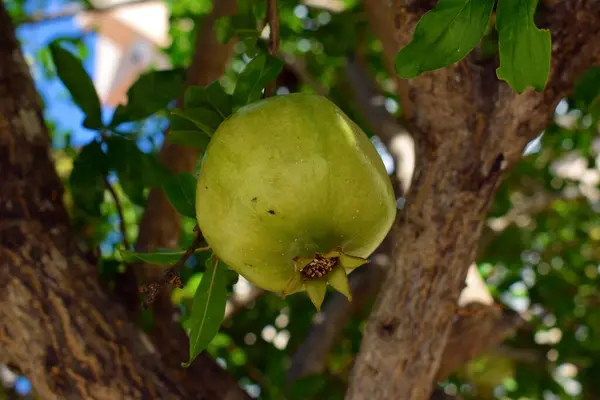 Zblízka Zelené Nezralé Granátové Jablko Rostoucí Stromě Středomořském Slunci — Stock fotografie