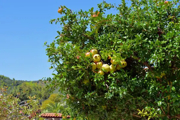Svěží Shluk Granátových Jablek Rostoucích Stromě Středomořském Slunci — Stock fotografie