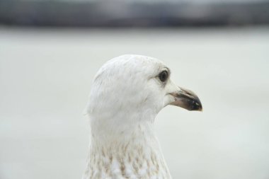 Merseyside, İngiltere 'de genç ve güzel bir Avrupa ringa balığının detaylı portresi.