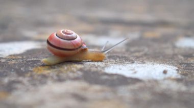 Yaygın bir bahçe salyangozu taşın üzerinde hareket ediyor. Güzel, pembe ve siyah kabuklu bir salyangozun detaylarını kapat.