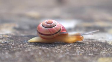 Yaygın bir bahçe salyangozu taşın üzerinde hareket ediyor. Güzel, pembe ve siyah kabuklu bir salyangozun detaylarını kapat.