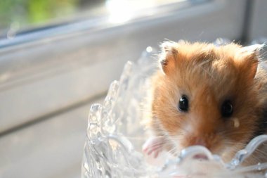 Portrait of an adorable long-haired golden hamster in the sunlight. Small pet Syrian hamster. clipart