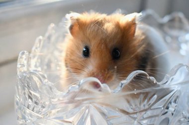 Portrait of an adorable long-haired golden hamster in the sunlight. Small pet Syrian hamster. clipart