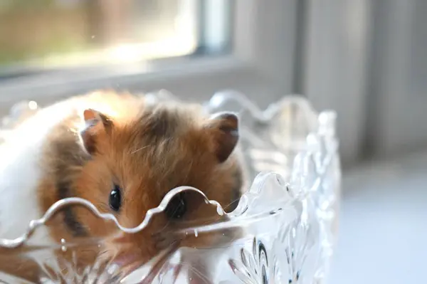 Güneş ışığındaki uzun saçlı, sevimli altın hamsterın portresi. Küçük Suriye hamsterı..
