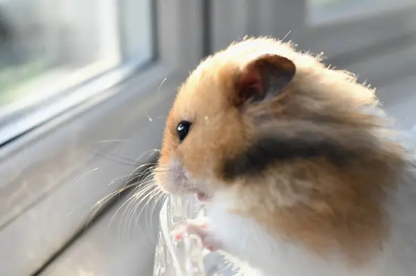 stock image Portrait of an adorable long-haired golden hamster in the sunlight. Small pet Syrian hamster.