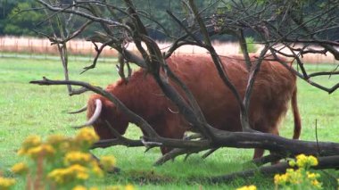 İskoç ineği kendini asılmış bir ağacın dallarına sürtüyor. İngiliz kırsalında yemyeşil bir tarlada otlayan uzun saçlı kızıl kahverengi inek..