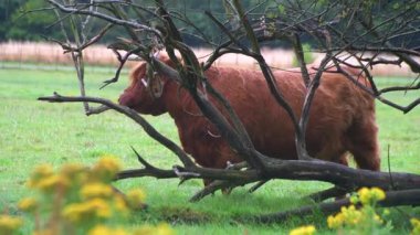 İskoç ineği kendini asılmış bir ağacın dallarına sürtüyor. İngiliz kırsalında yemyeşil bir tarlada otlayan uzun saçlı kızıl kahverengi inek..