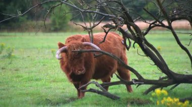 İskoç ineği kendini asılmış bir ağacın dallarına sürtüyor. İngiliz kırsalında yemyeşil bir tarlada otlayan uzun saçlı kızıl kahverengi inek..