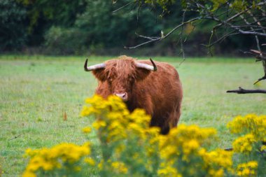 İngiliz kırsalındaki bir tarlada duran boynuzlu İskoç ineği. Uzun saçlı kırmızımsı kahverengi inek, yabani sarı çiçekler ve asılmış bir ağaç tarafından çerçevelenir..