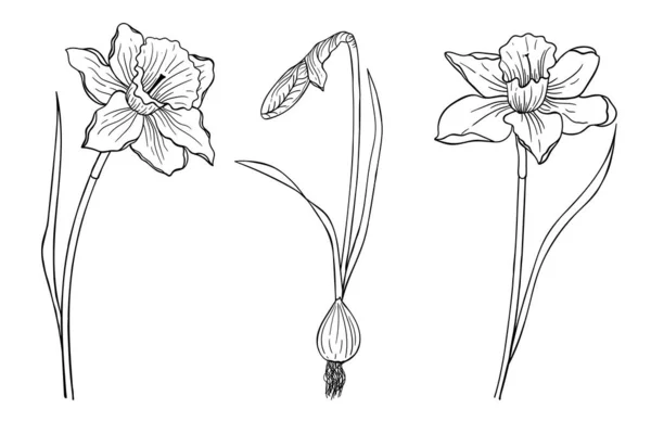 線で描かれた3つの水仙のセット 着色のための花 デザイン要素 — ストックベクタ