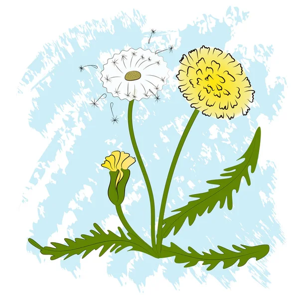 タンポポよ ベクトルの花と葉 漫画風 — ストックベクタ