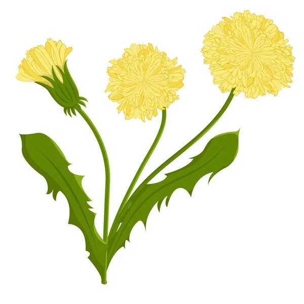 Three Yellow Dandelions White Background Vector Illustration — Stock Vector