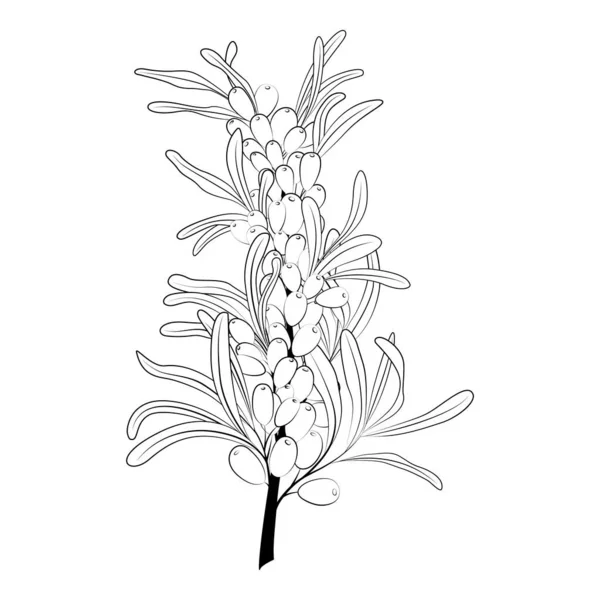枝の上にベリー バックソーン 白い背景に孤立したパターン 黒と白のイラスト要素 入れ墨のテンプレート ベジタリアンフードのベクトル画像 印刷可能なスケッチ — ストックベクタ