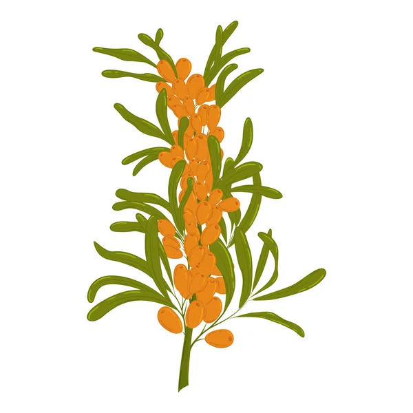 海のクロウメモドキ 白い背景に薬用植物の孤立した枝 ベクトルオレンジベリーと緑の葉 — ストックベクタ